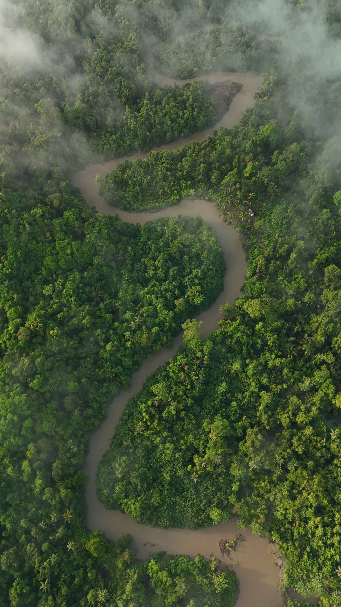 Sungai berkelok di tengah hutan dari udara